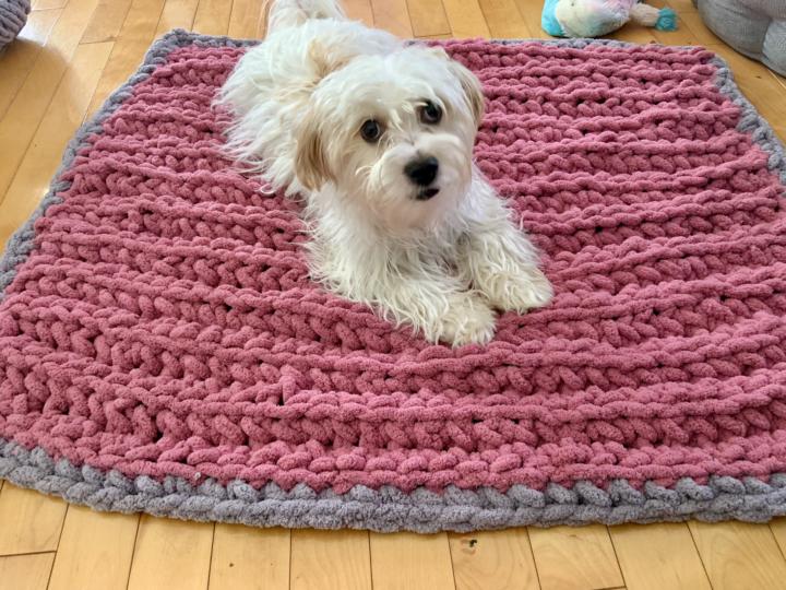 My fashion dog! Mon chien fashion!