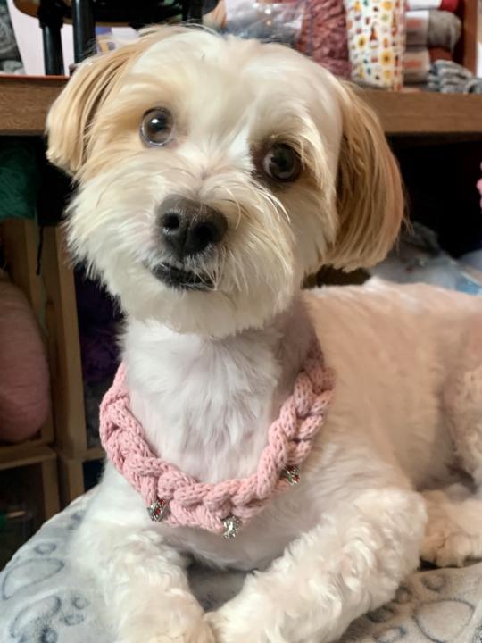 Chic collar for my dog 