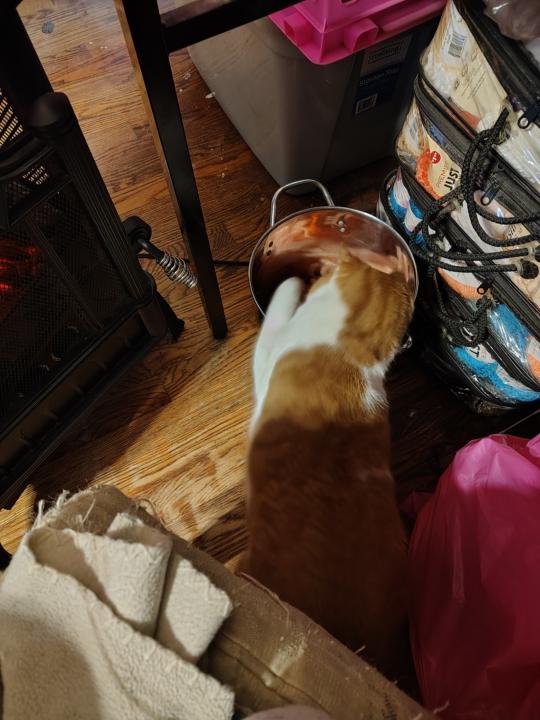 Sneaky cat