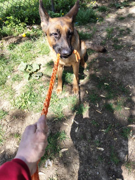 Dog toy test