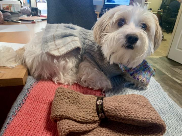 Scarf for dog - foulard pour chien