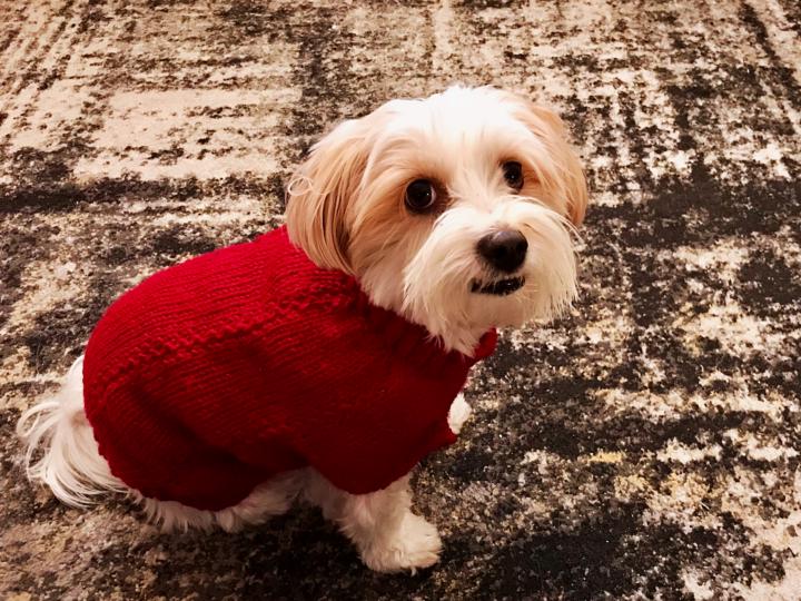 I finished the Sweater for my dog