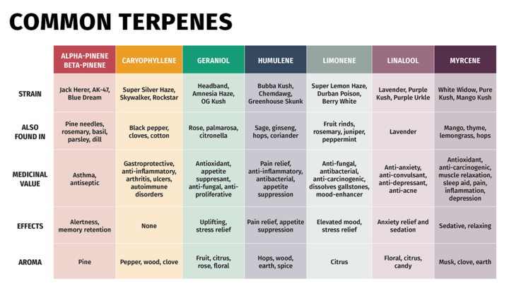 TERPENES — THE MISSING LAYER OF YOUR CANNABIS EXPERIENCE