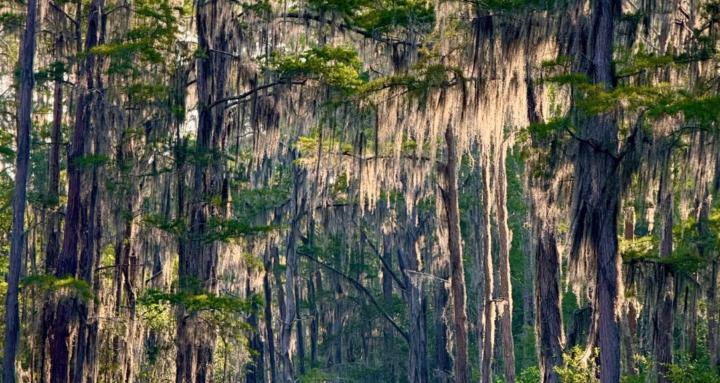 The Okefenokee Quest Academy