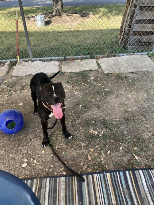 Smiley!!!!! Looking fur-ever home