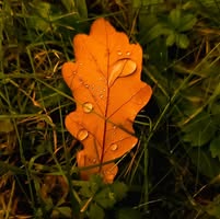 Dorota Koptaś-Góra