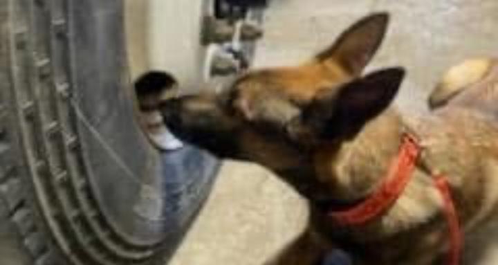 detection dog training