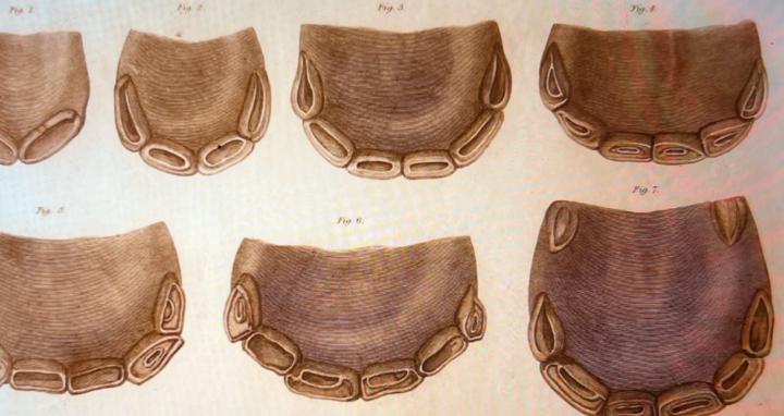 Leslie Desmond Horse Network