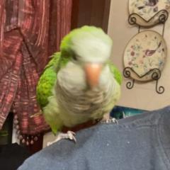 Chello Z