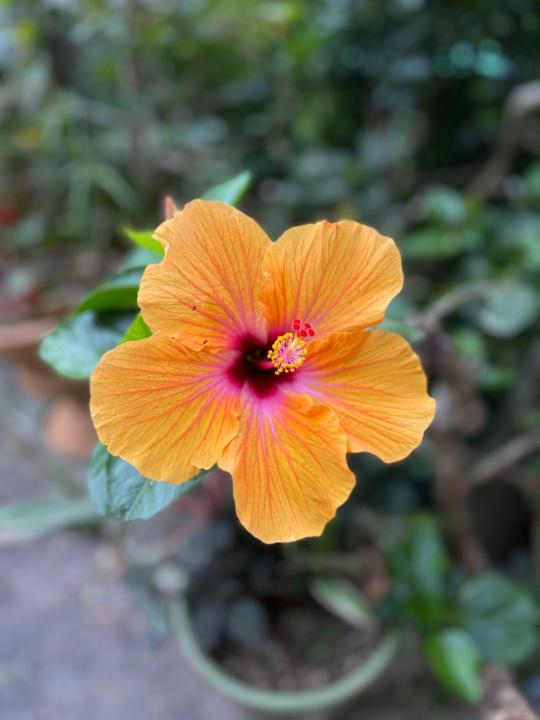 Antonella Sterrantino