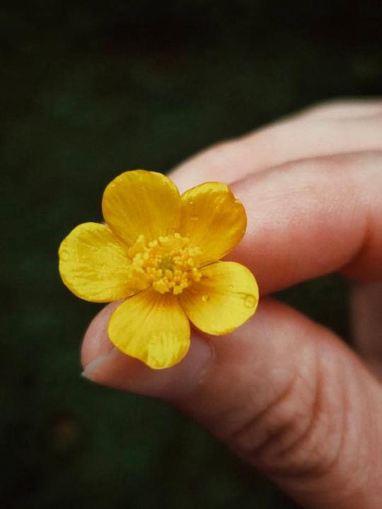 Have you ever heard of 'glimmers'?