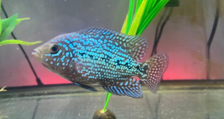 Freshwater Fish Enthusiasts