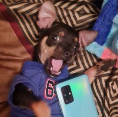 Polo Polo