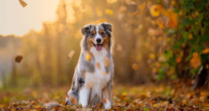 Pet Photographers Collective