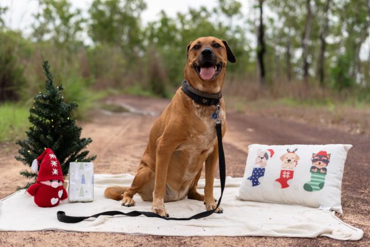 Take 2 for dog xmas mini test shoot