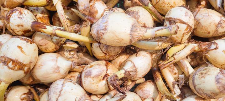 kooks abc of Ingredients - 🌿 Chinese Arrowhead - A crisp, starchy gem of Asian winter cuisine.