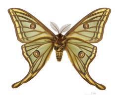 Elizabeth Mollon