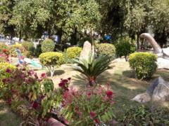 Savitri Alloli
