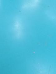 Bùi Ngọc Phương Vy