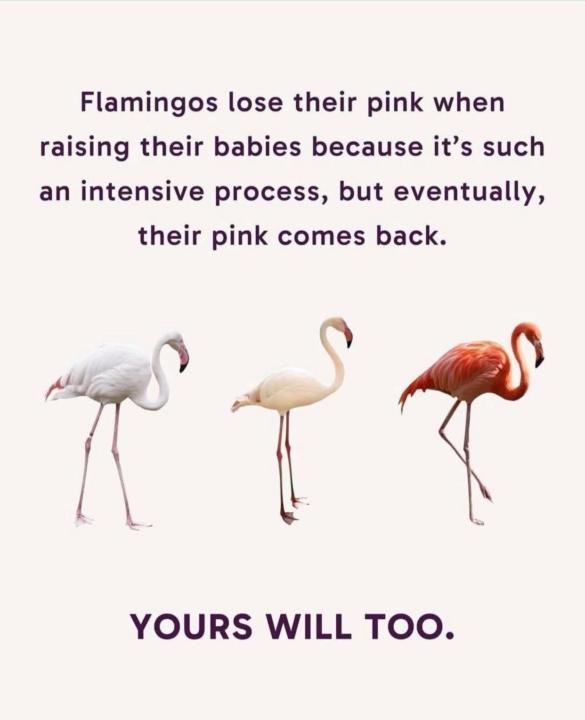Don’t worry the pink comes back!! 