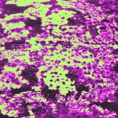 Jonathan Schönberger