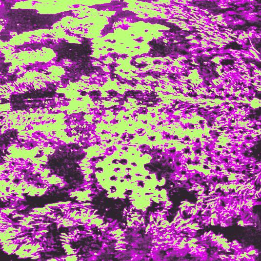 Jonathan Schönberger