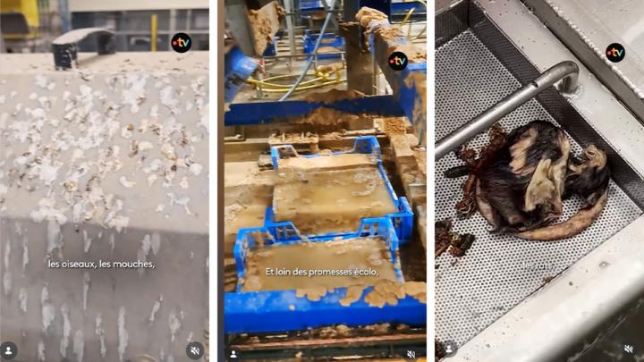 Ungeziefer, Fäulnis, Schmutz: Horror-Bilder aus Insektenfarm entlarven grüne Agenda