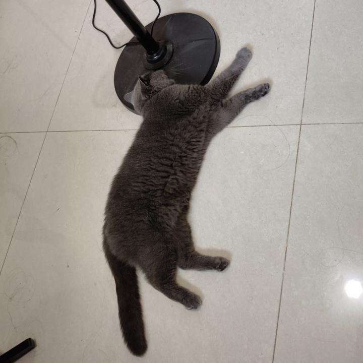 芋頭火鍋 緋魚罐頭