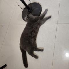 芋頭火鍋 緋魚罐頭