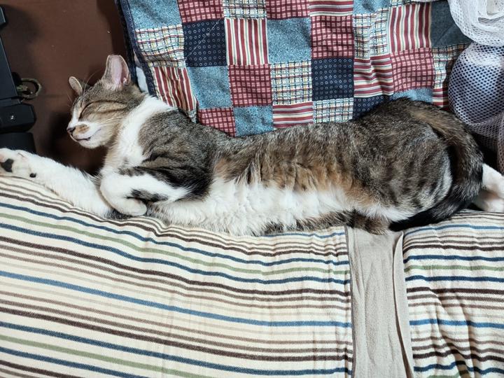 Lets show America who their favorite Tabby is