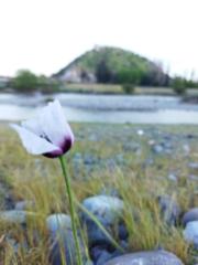 Maria fernanda Fuentes bravo