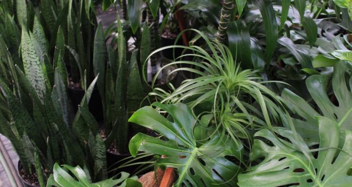 GardenWrld Houseplant Hub