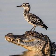 Chimwemwe Mvula