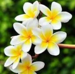 Mongolmaa Natsagnyam