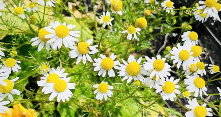 Growing Medicinal Plants