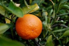 Tangerine T