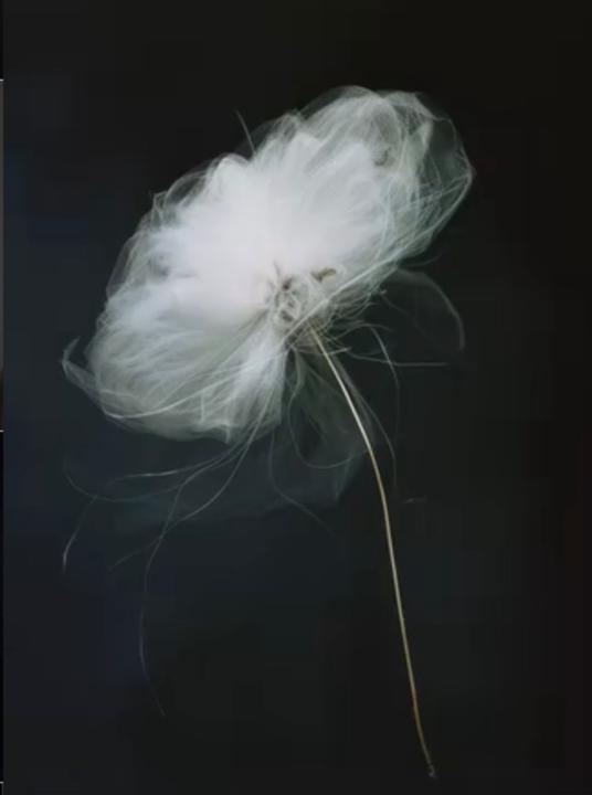 Donatella Soro