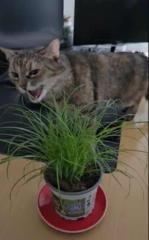 Alexandra Danielová