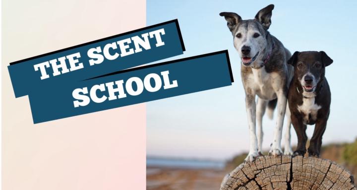 The Scentwork School