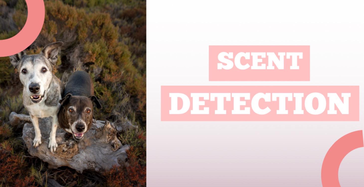 Scent Detection