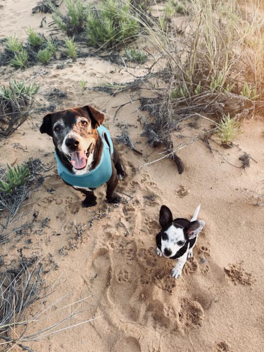 Day 17- Foster fail and puppy training 
