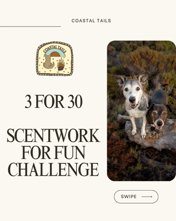 3 for 30 Scentwork challenge! 