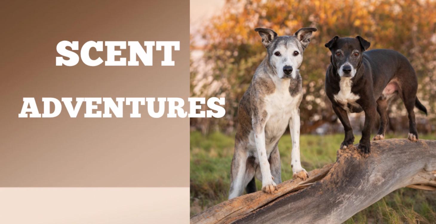 Scent Adventure Training