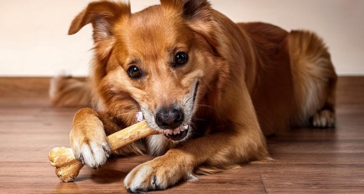 Dog Bones