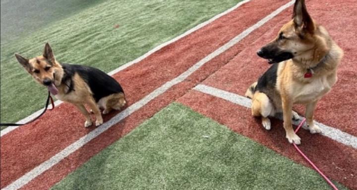 Dog School