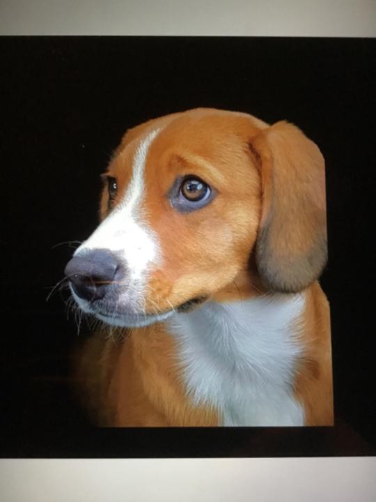 Jayden Van Bronkhorst