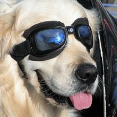 Vinicius Carneiro Gonçalves