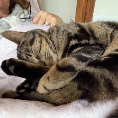 Penelope Kimpton-Brown