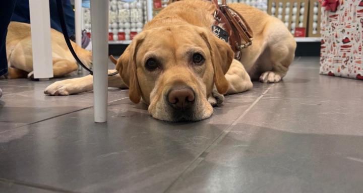 Service Dog/Advanced Obedience
