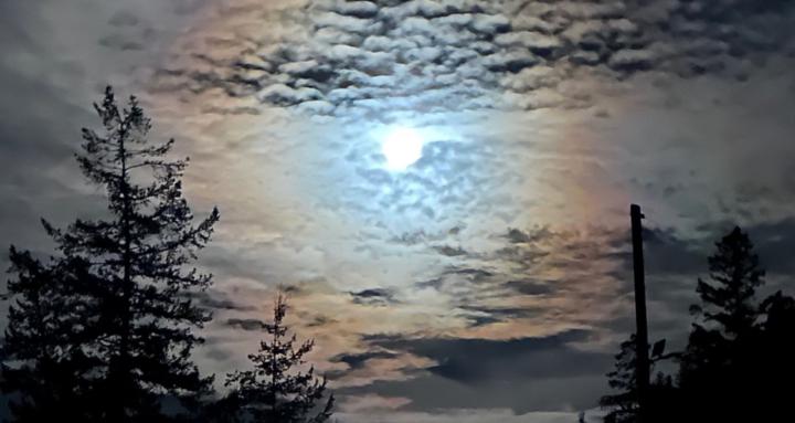 Petals of Light and Peace 